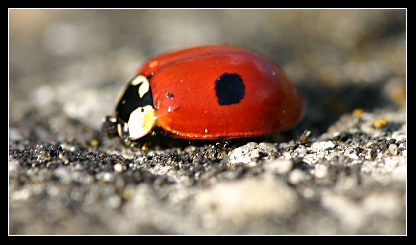 coccinelle_08.jpg