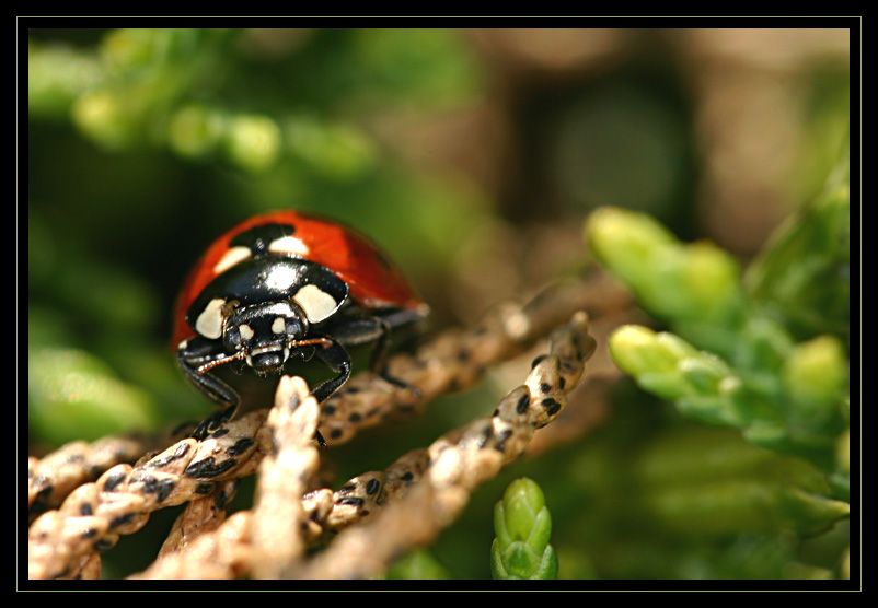 coccinelle_13.jpg