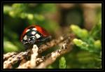 coccinelle 13