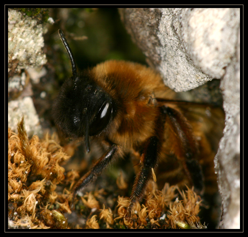 abeille_29.jpg