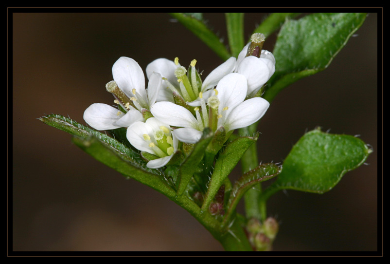 fleurs_06.jpg