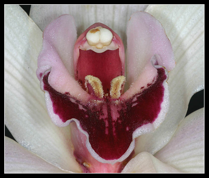 orchidee_09.jpg