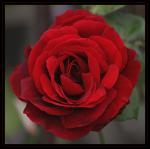 rose 09