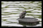 jardin du luxembourg 06