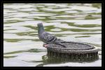 jardin_du_luxembourg_08.jpg