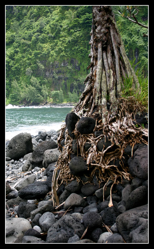 anse_des_cascades_27.jpg